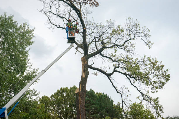 How Our Tree Care Process Works  in  Oneonta, NY